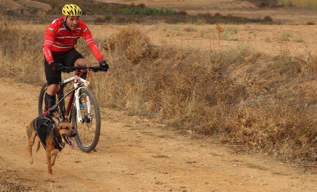 Fotos: Valdefresno vive el mushing