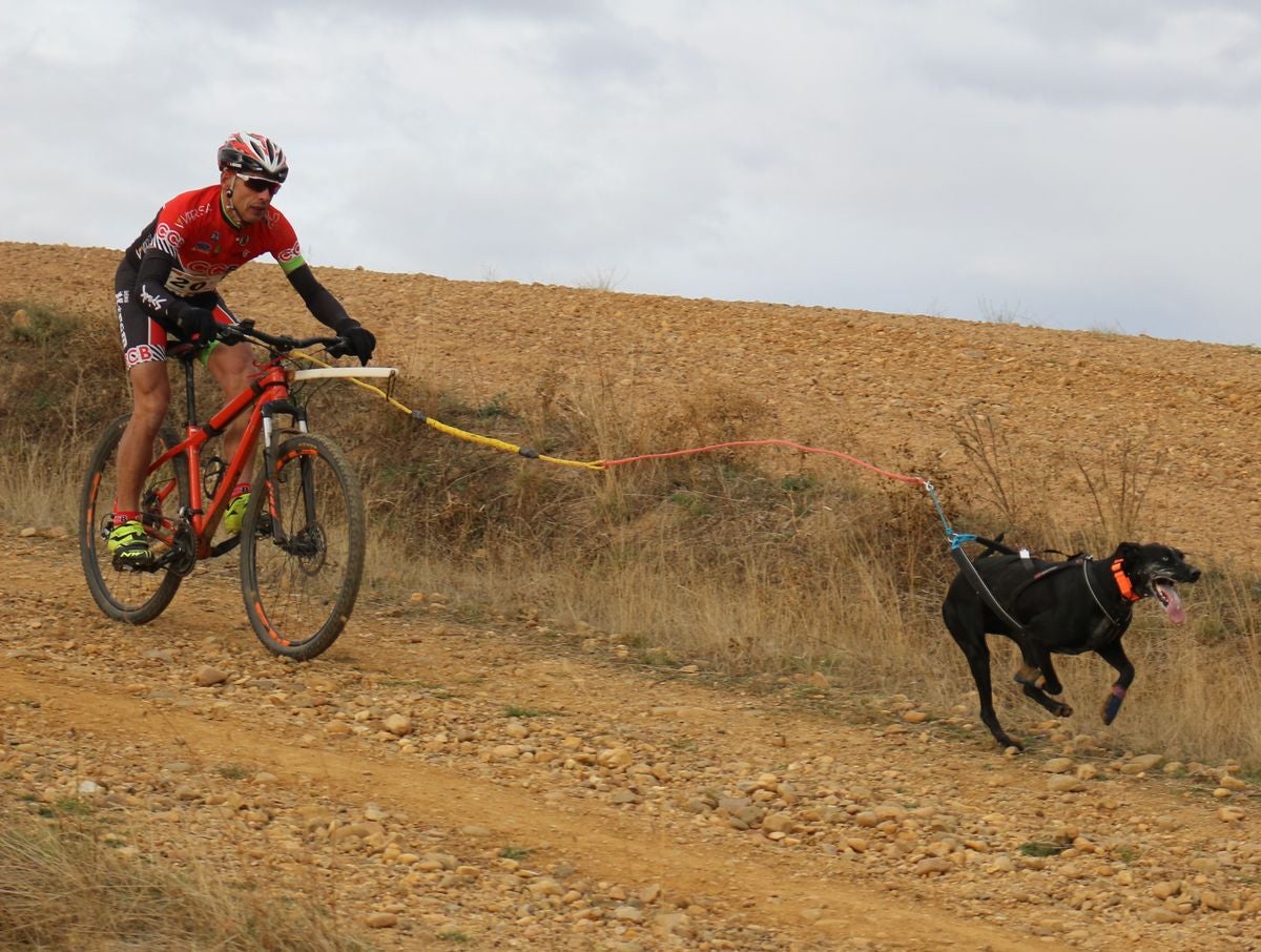 Fotos: Valdefresno vive el mushing
