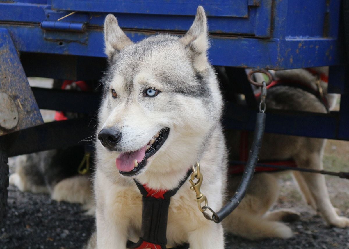 Fotos: Valdefresno vive el mushing