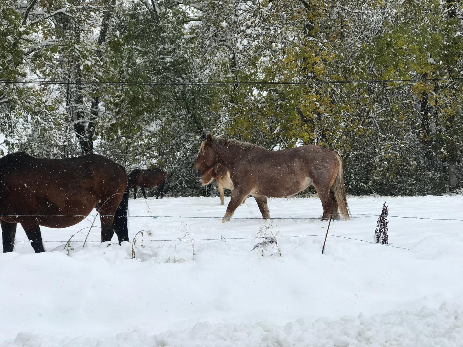 La nieve provoca numerosos problemas en las carreteras de la provincia de León