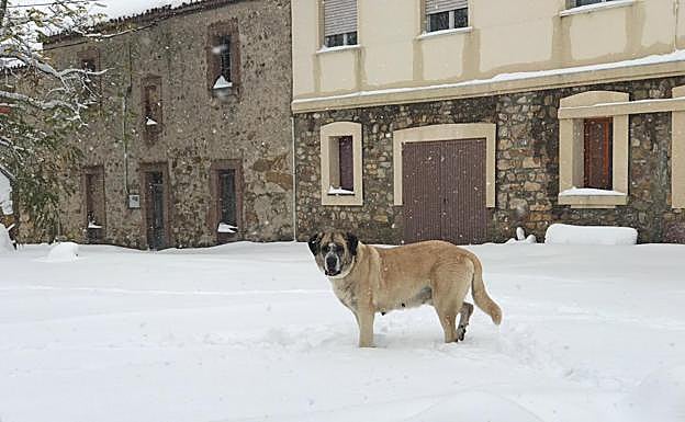 Galería. Nieve sobre la provincia de León.