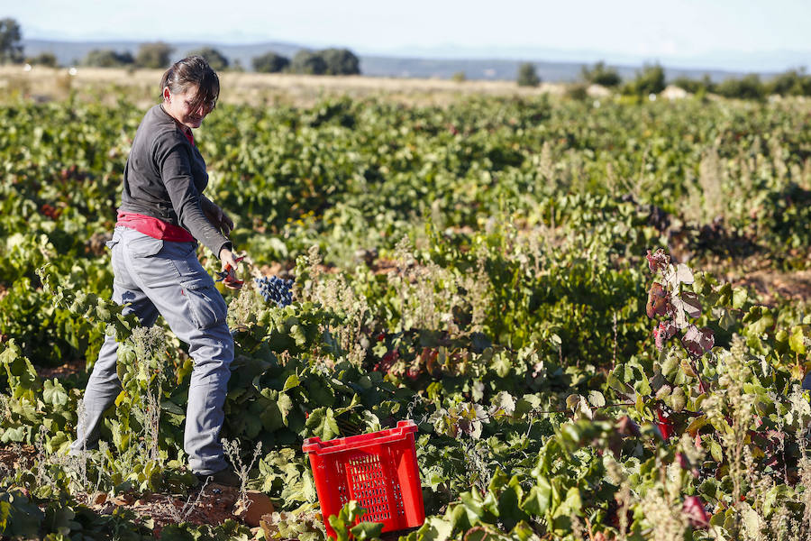 Fotos: Vendimia en los viñedos de la bodega Fuentes del Silencio situada en Herreros de Jamuz