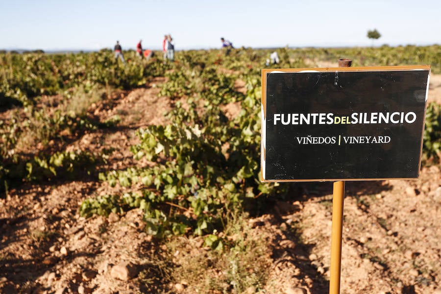 Fotos: Vendimia en los viñedos de la bodega Fuentes del Silencio situada en Herreros de Jamuz