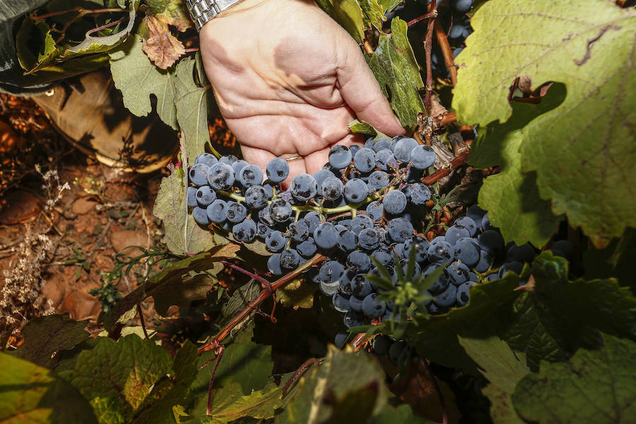 Fotos: Vendimia en los viñedos de la bodega Fuentes del Silencio situada en Herreros de Jamuz