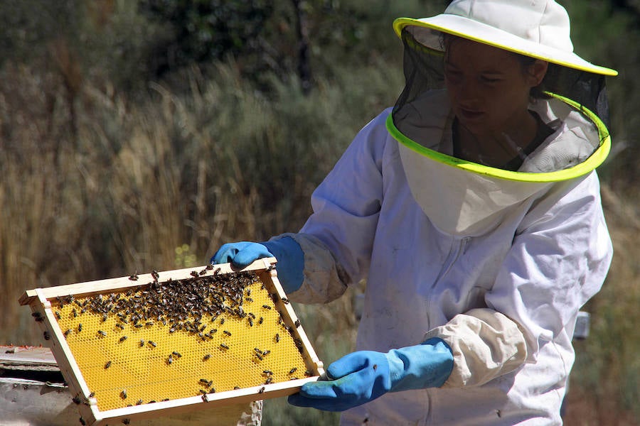 Fotos: La sequía y las heladas provocan el desplome de la producción de miel