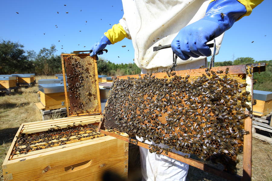 Fotos: La sequía y las heladas provocan el desplome de la producción de miel