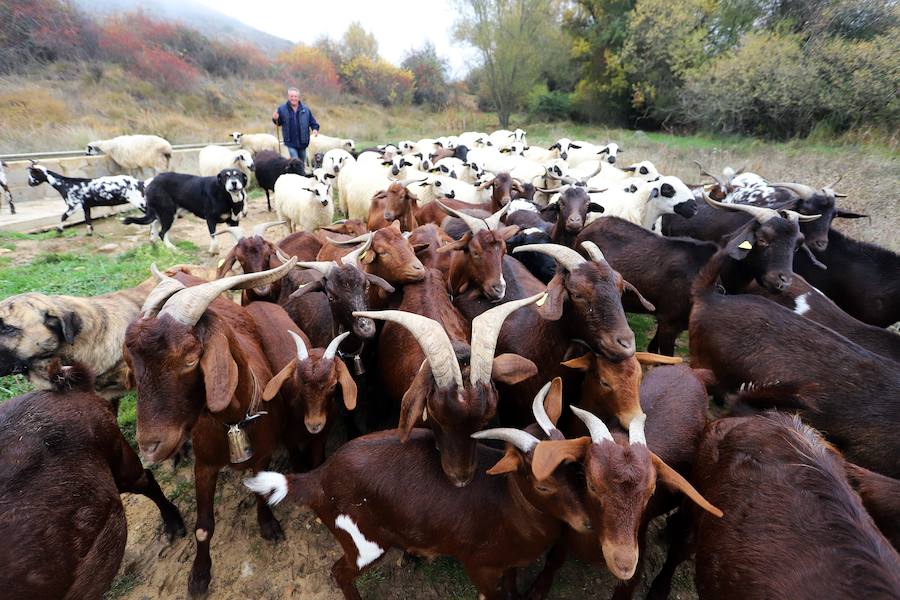 Fotos: Pastor Leonés, entre cabras y ovejas