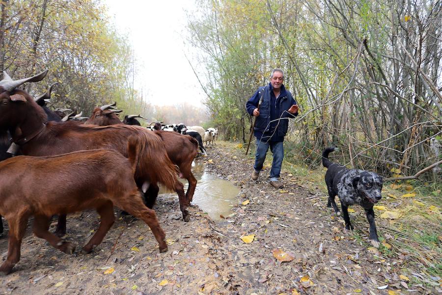 Fotos: Pastor Leonés, entre cabras y ovejas