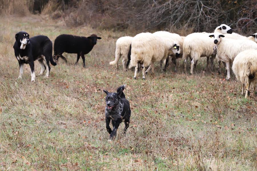 Fotos: Pastor Leonés, entre cabras y ovejas