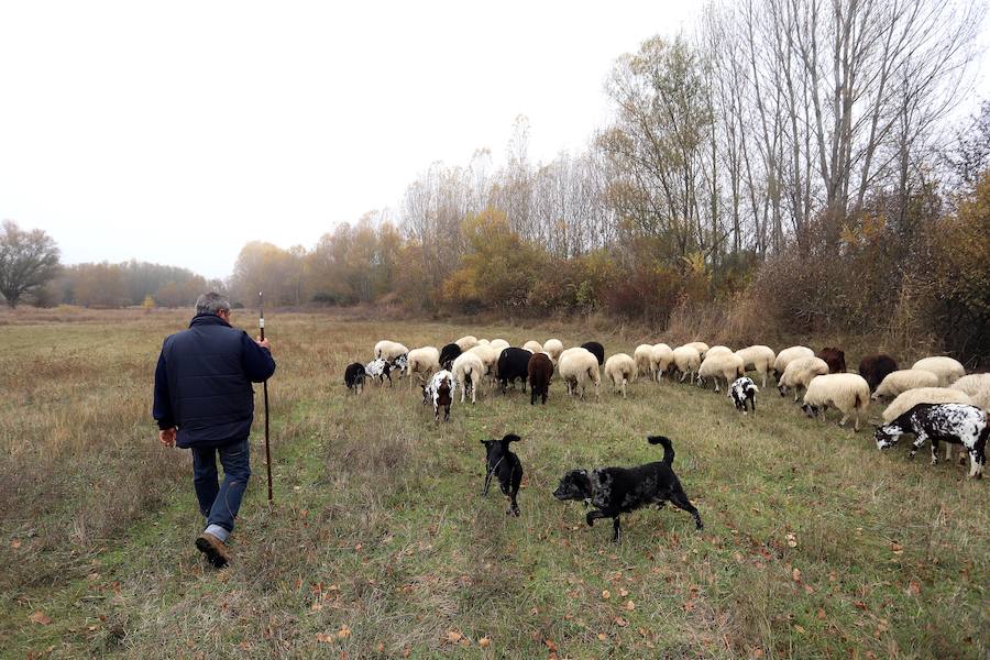 Fotos: Pastor Leonés, entre cabras y ovejas