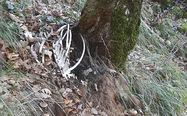 Imágenes de la zona en la que aparecieron los restos del oso.