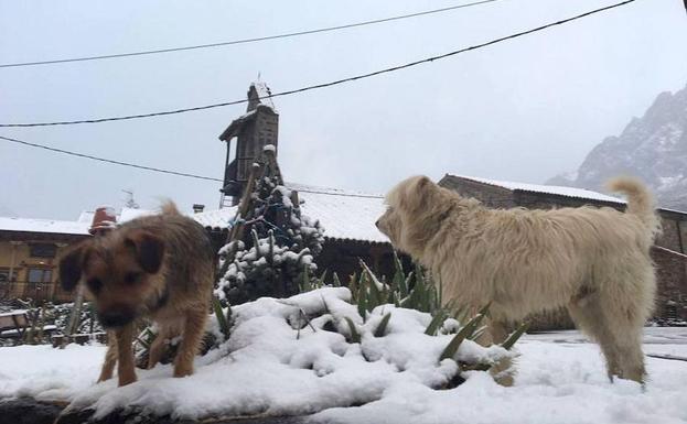 Varios perros juegan entre la nieve en la montaña leonesa.