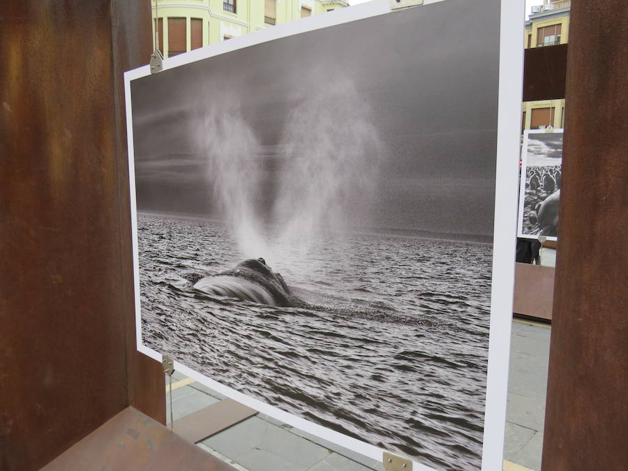 El primer teniente de alcalde, Fernando Salguero, el director de Área de Negocio de CaixaBank en León, Carlos Arruti, y el representante de la obra de Sebastião Salgado en España, Miguel González, inauguran la exposición 'Sebastião Salgado. Génesis. Arte en la calle'.