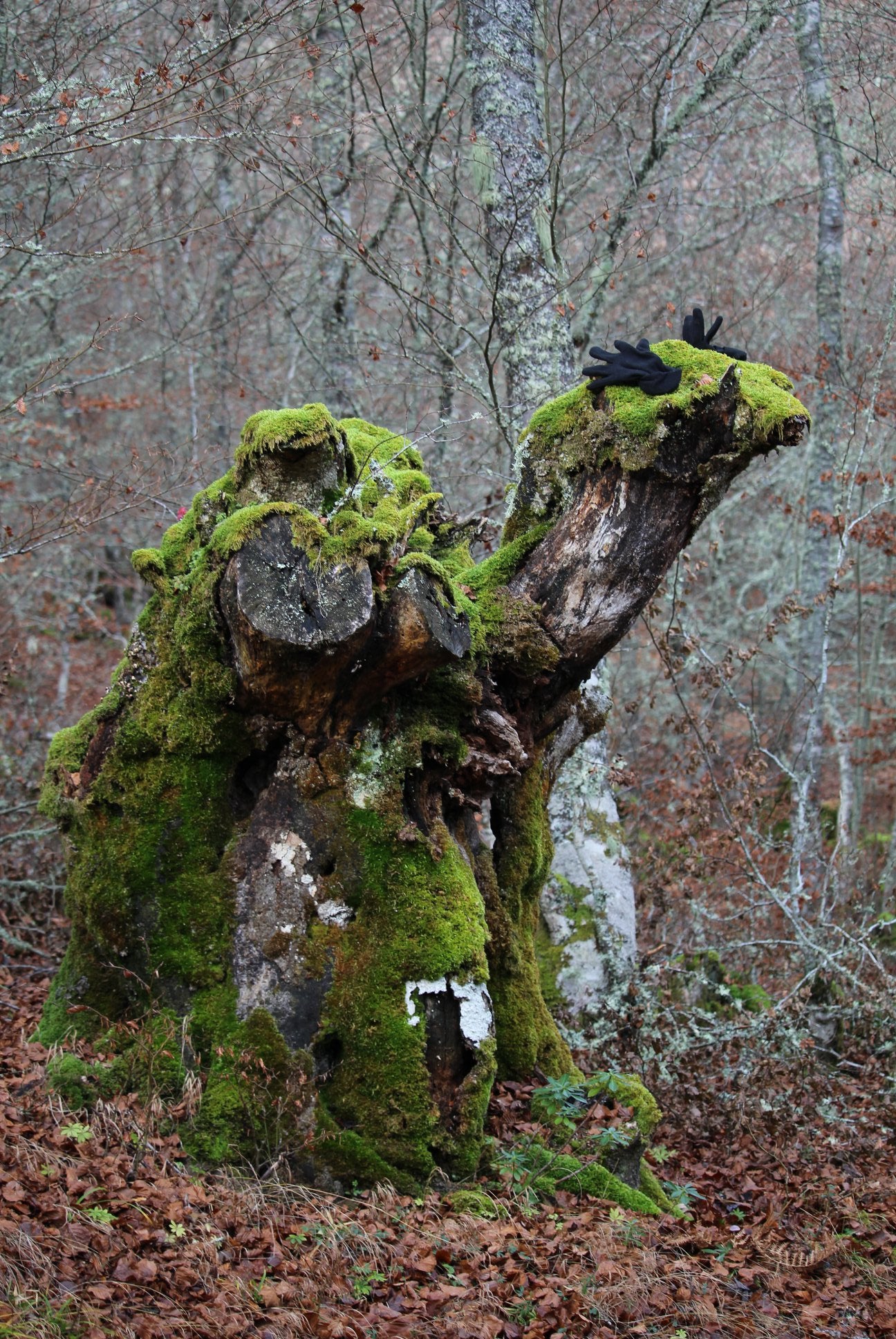 Un tronco de uno de los árboles en los que el musgo ha conquistado gran parte de su corteza se ha convertido en una bonita escultura que recrea a uno de los escuderos de sus Majestades de Oriente 