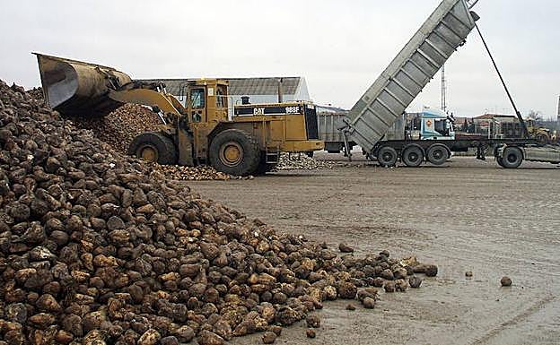 Montones de remolacha en las instalaciones de la Azucarera de Toro. 