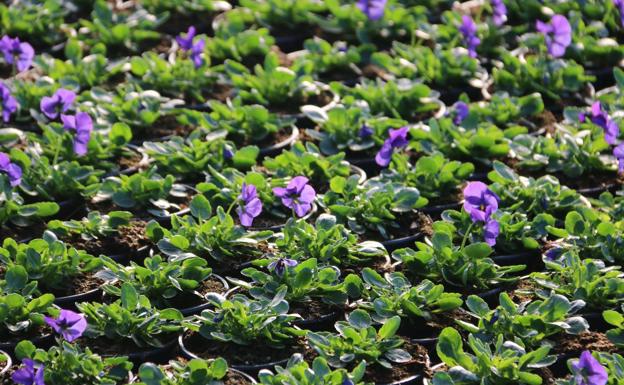 Galería. Varias de las flores cultivadas en el vivero municipal.