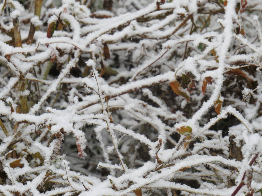 Fotos: Imágenes de la helada en León