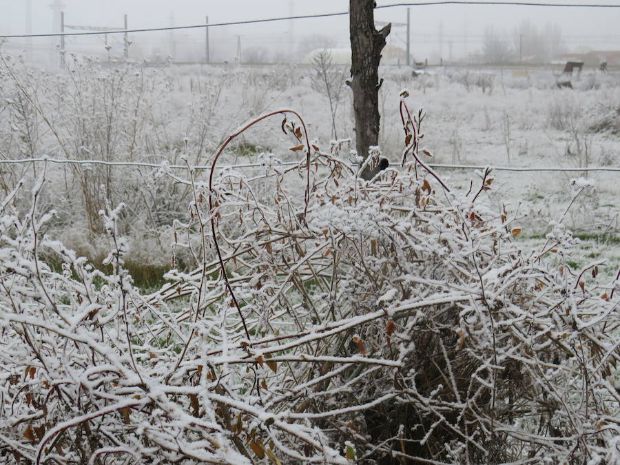 Fotos: Imágenes de la helada en León