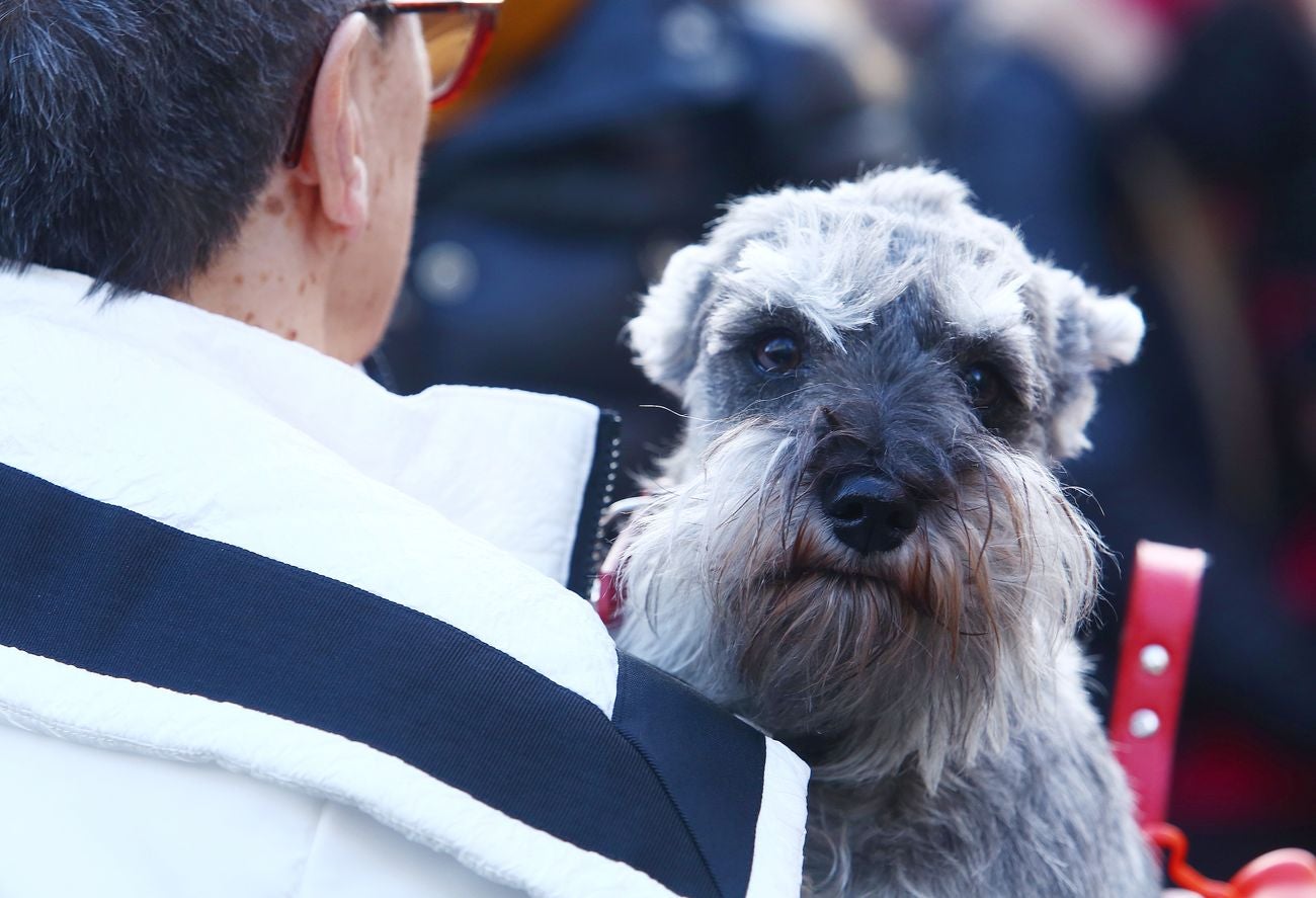 Tradicional bendición de animales por la festividad de San Antón en Cacabelos. 