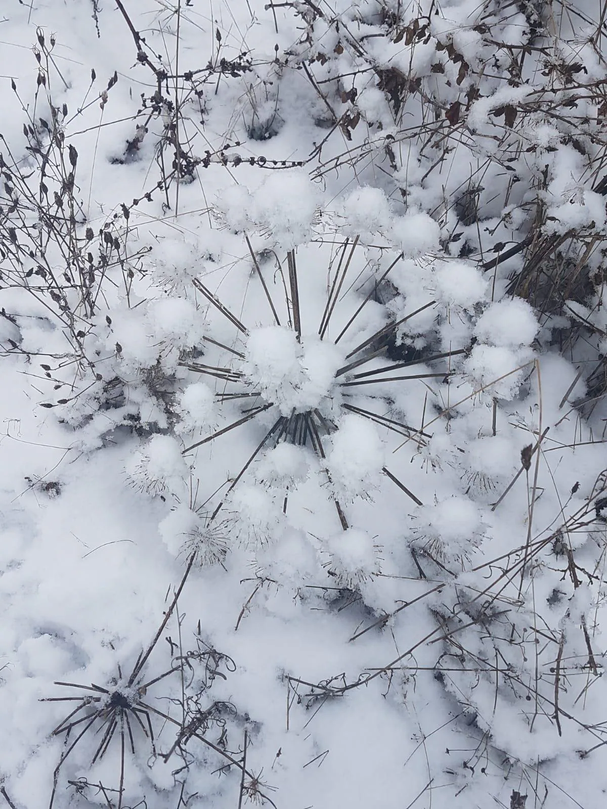 Fotos: Las imágenes del temporal de nieve en la montaña leonesa 