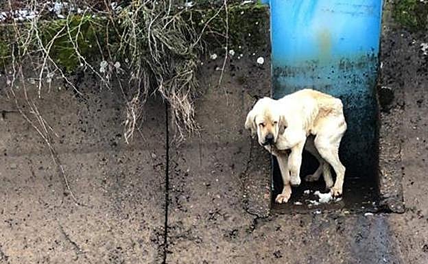 Imagen del mastín atrapado en el canal. 