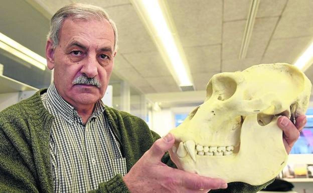 José María Bermúdez de Castro posa con una reproducción de un cráneo de gorila, en las instalaciones de complejo burgalés de la Evolución Humana. 