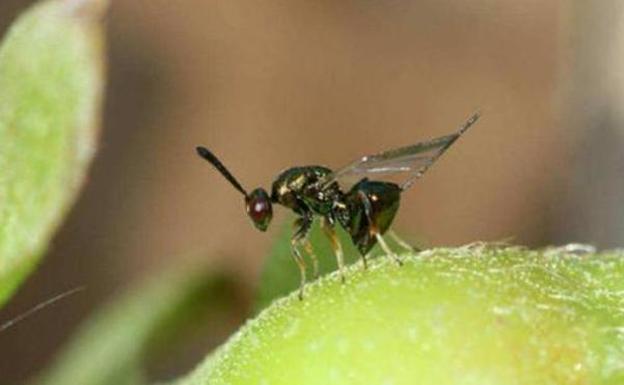 Avispilla del castaño