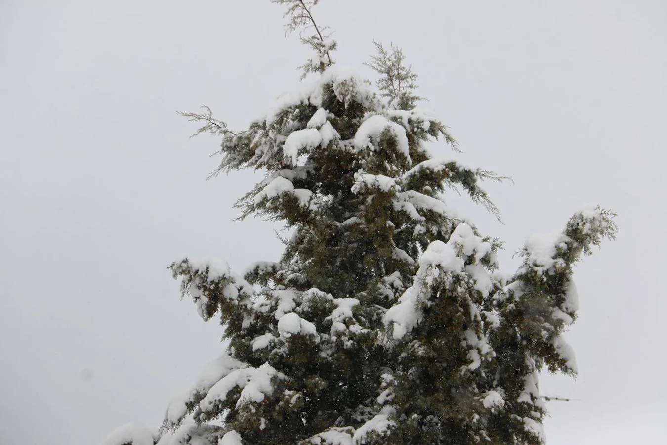 Fotos: Riello hace frente a la nieve