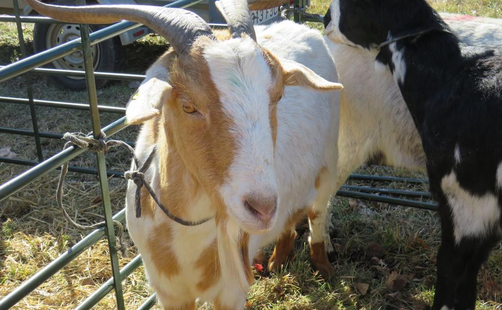 Una de las cabras del concurso exposición.