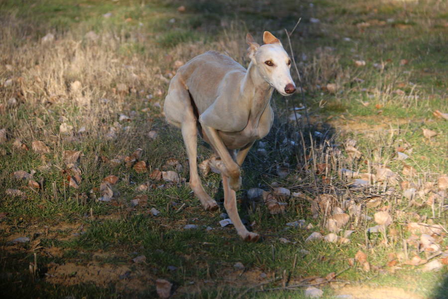 La leonesa Chaparra ha permitido a León colarse en el medallero del Nacional de Galgos 50 años después