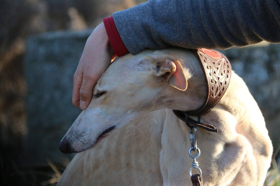 La leonesa Chaparra ha permitido a León colarse en el medallero del Nacional de Galgos 50 años después