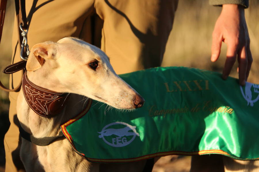 La leonesa Chaparra ha permitido a León colarse en el medallero del Nacional de Galgos 50 años después