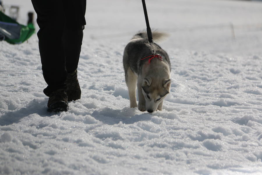 Fotos: Vegarada, capital del mushing