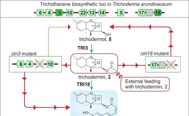 Investigadores de la ULE avanzan en el estudio de la biosíntesis de micotoxinas para la industria agroalimentaria