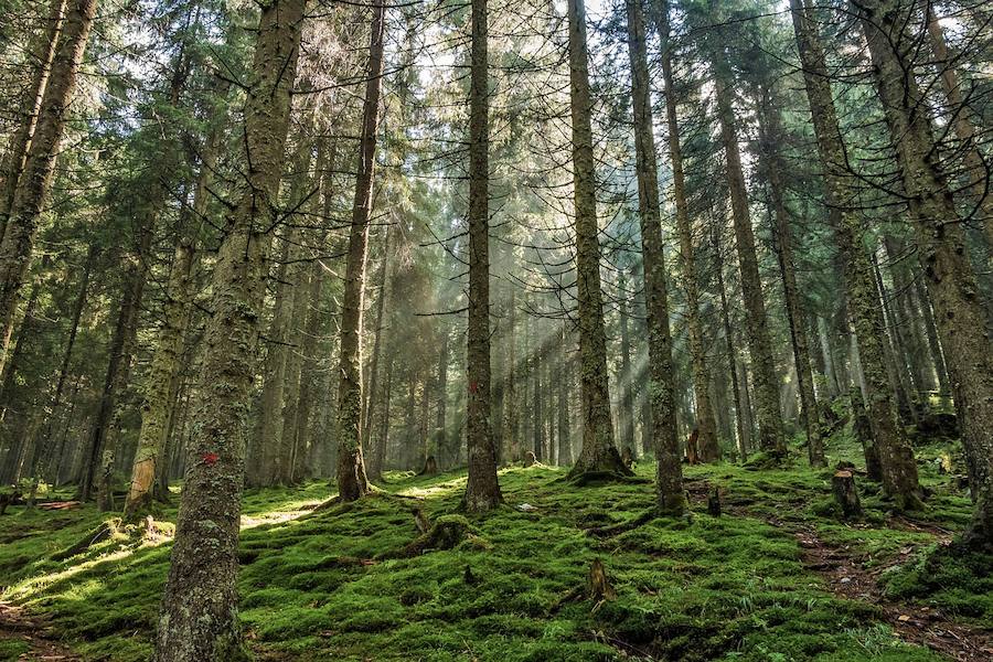 Bran, Rumanía | Más conocida como la región del conde Drácula, esta zona es ideal para acampar, especialmente para los amantes de las leyendas e historias de terror a la luz de la hoguera. Es la perfecta combinación entre ambiente y naturaleza, cerca del imponente castillo del siglo XIV del famoso vampiro. Hay incluso una zona de acampada llamda 'Vampire Camping' en honor del conocido personaje de Bram Stoker.