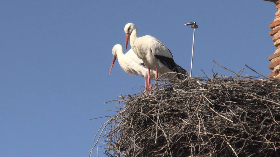 Fotos: Las ilustres vecinas de Valverde de la Virgen