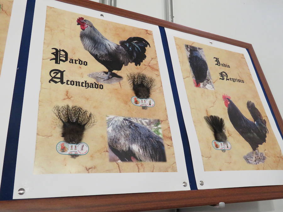 Fotos: XXIII Muestra de Gallo de Pluma y Mosca Artificial de La Vecilla