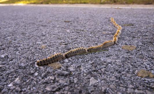 Oruga de la procesionaria.