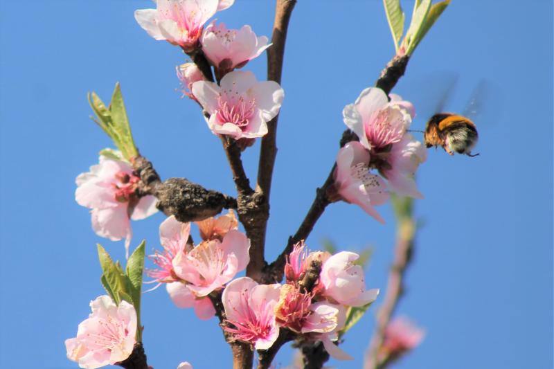 Las flores ya empienzan a adornar el paisaje asturiano con la llegada de la época primaveral.