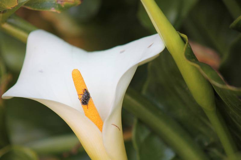 Las flores ya empienzan a adornar el paisaje asturiano con la llegada de la época primaveral.