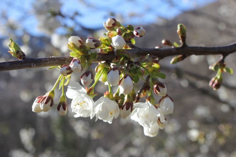 Fotos: Los cerezos en flor de Corullón