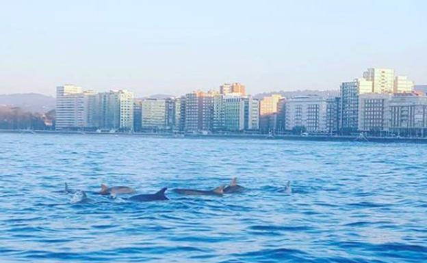 Delfines nadando en la bahía de la playa de San Lorenzo.