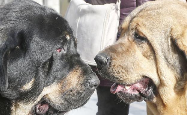 Imagen de dos perrros mastín leonés.