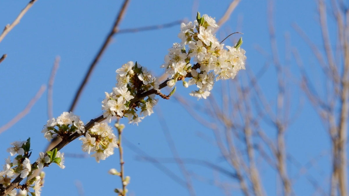 Leonoticias recorre la provincia para descubrir lo que esconden los productos de León avalados con un sello de calidad, en la primera parada conocemos la manzana reineta, la pera conferencia, la castaña, la cereza, el pimiento asado y, como no, el emblema culinario de la comarca bercina