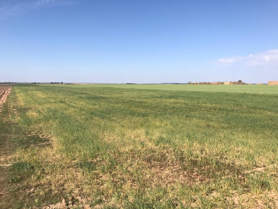 Campo de cereal en el pueblo de Pollos, Valladolid. 