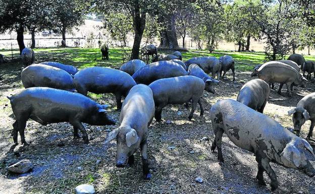 Unos cerdos buscan bellotas en una dehesa de Ciudad Rodrigo.