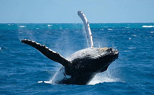 Un millonario donará 1.000 millones de dólares en diez años para proteger el 30% del planeta