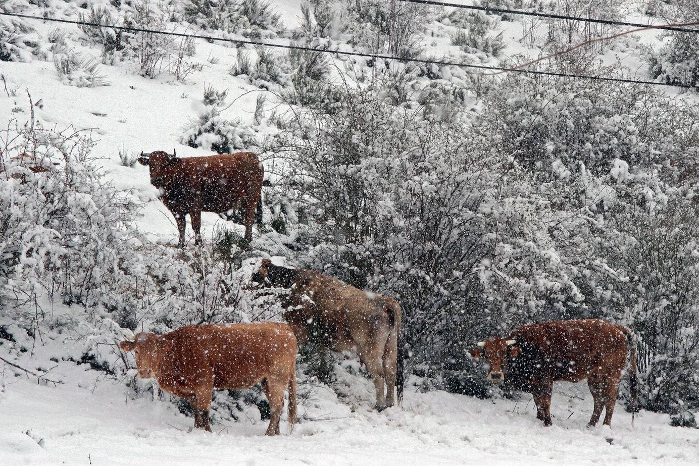 Fotos: La nieve regresa a la provincia