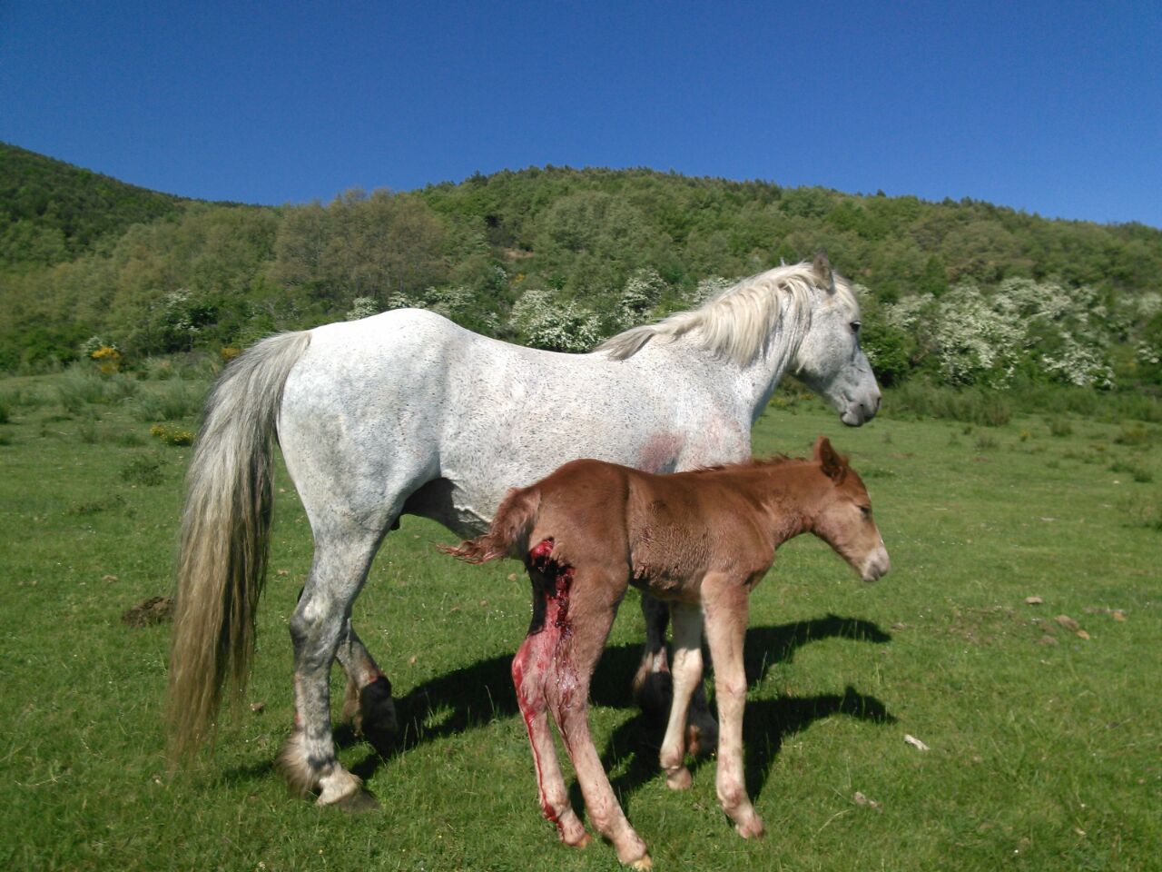Fotos: Aumentan los ataques de lobo en León