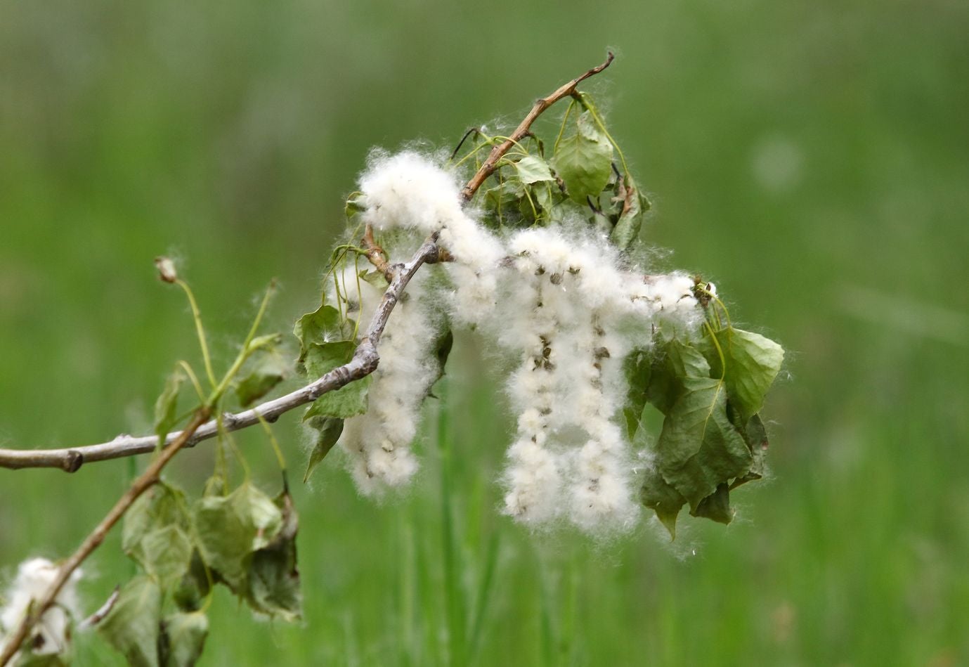 Las 'pelusas algodonosas' llenan el aire a lo largo de los últimos días y el fenómeno se extenderá | Se trata de un fenómeno típico entre mayo y junio y estas pelusas blancas que parecen algodón, que muchos confunden con polen, no provocan alergia y son semillas